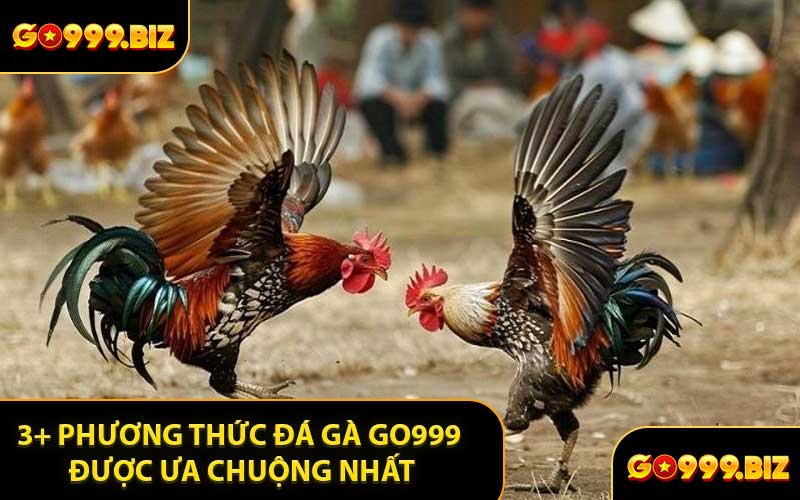 3+ Phương Thức Đá Gà GO999 Được Ưa Chuộng Nhất