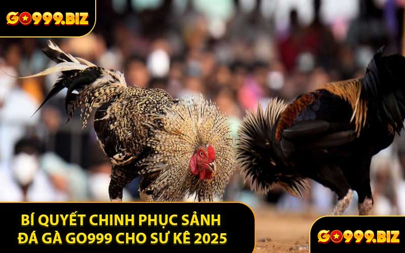 Bí Quyết Chinh Phục Sảnh Đá Gà GO999 Cho Sư Kê 2025