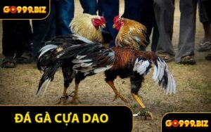 Đá Gà Cựa Dao