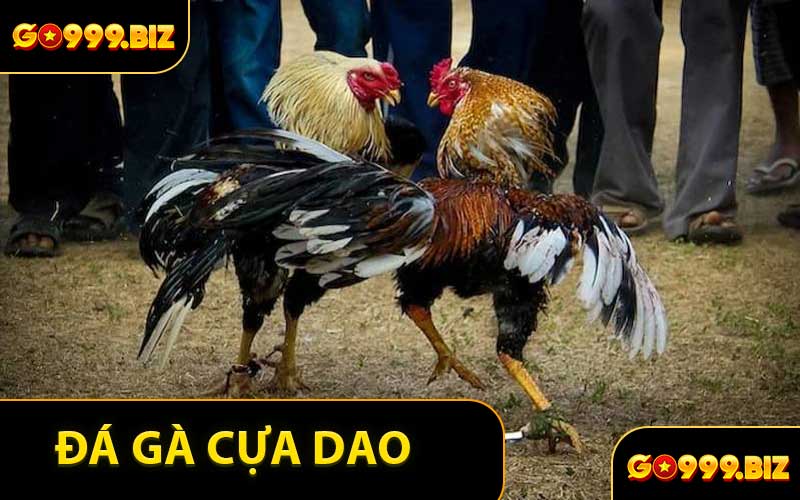 Đá Gà Cựa Dao
