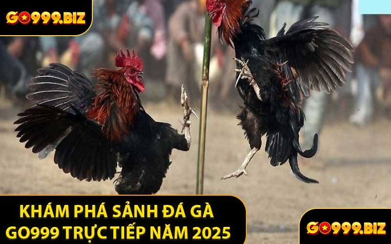Khám Phá Sảnh Đá Gà GO999 Trực Tiếp Năm 2025