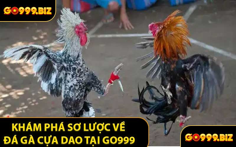 Khám Phá Sơ Lược Về Đá Gà Cựa Dao Tại GO999