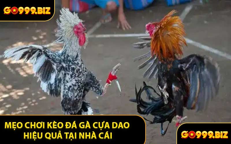 Mẹo Chơi Kèo Đá Gà Cựa Dao Hiệu Quả Tại Nhà Cái
