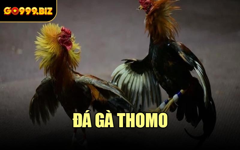 Đá Gà Thomo