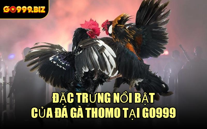 Đặc trưng nổi bật của Đá Gà Thomo tại GO999