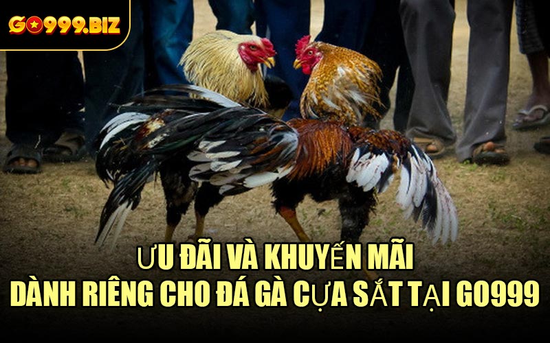 Ưu đãi và khuyến mãi dành riêng cho Đá Gà Cựa Sắt tại GO999